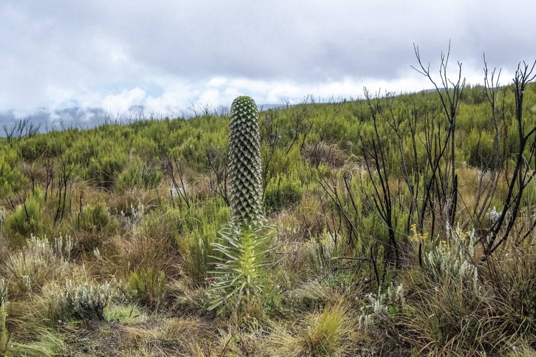 Экзотика вересковых борот Килиманджаро
