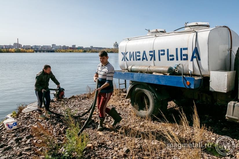 Накануне недавно учреждённого праздника - Дня реки Урал - состоялось зарыбление Магнитогорского водохранилища молодью сазана.(фото 6)