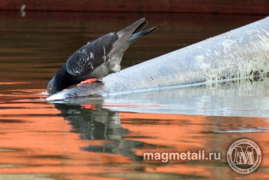 Илья Московец