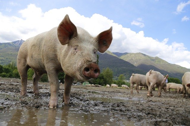 Осторожно, африканская чума свиней! | Фотография 1