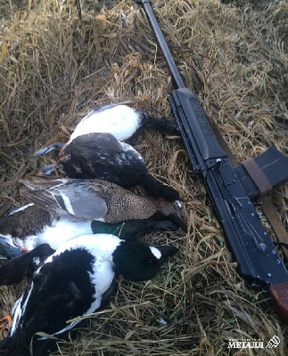 Каждый охотник желает…