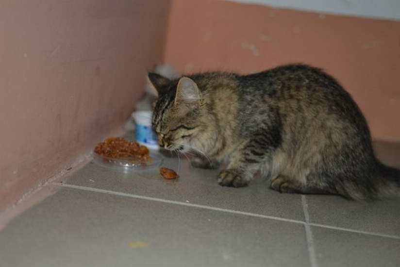 Киллер для мурки | Фотография 7