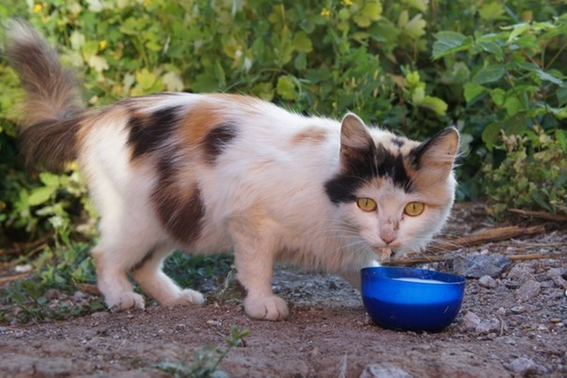 Киллер для мурки | Фотография 8