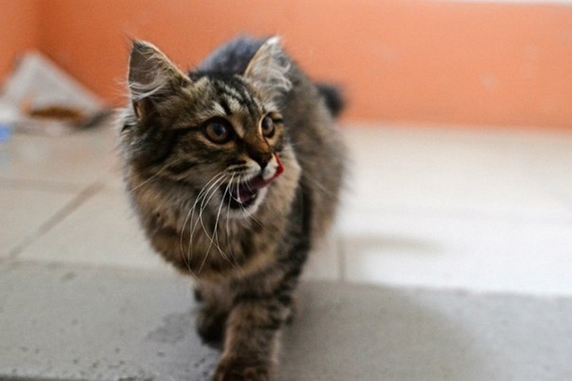 Киллер для мурки | Фотография 6