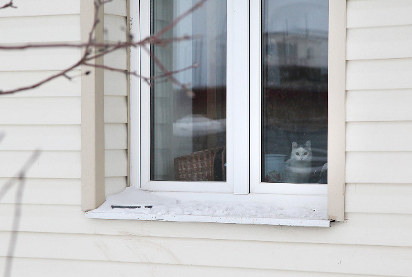 От детей и кошек От детей и кошек