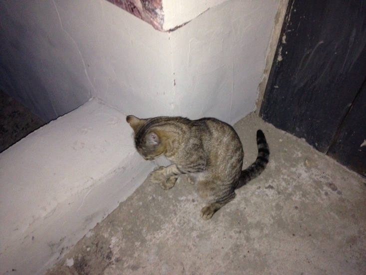 Киллер для мурки | Фотография 2