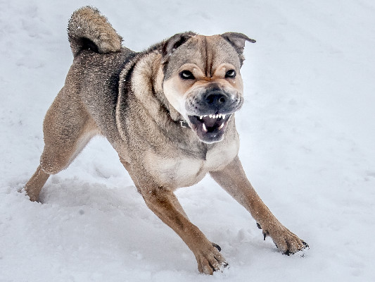 Не допускайте укусов