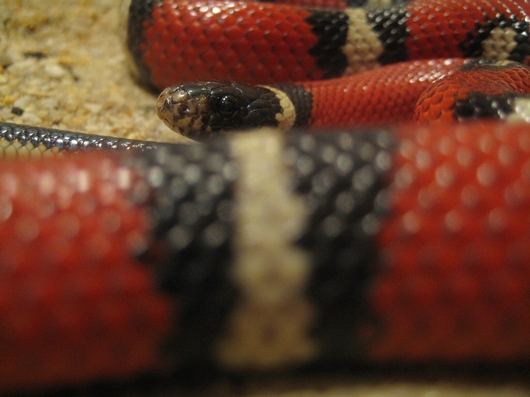 Мой ласковый и нежный змей | Фотография 3