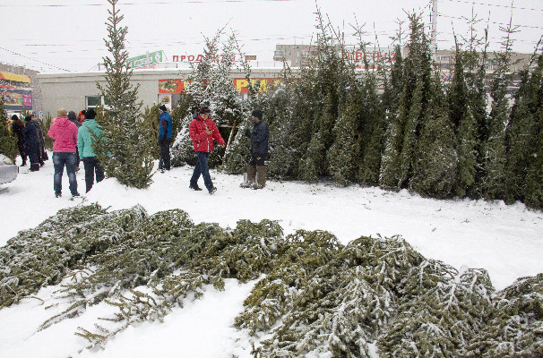 Каждой иголочкой порадует нас Каждой иголочкой порадует нас