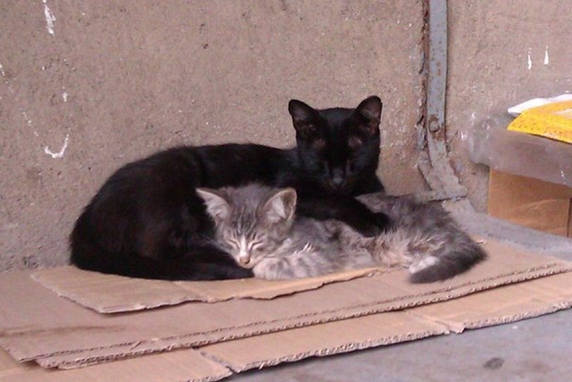 Киллер для мурки | Фотография 3