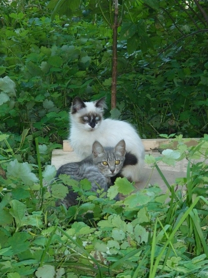 Киллер для мурки | Фотография 4