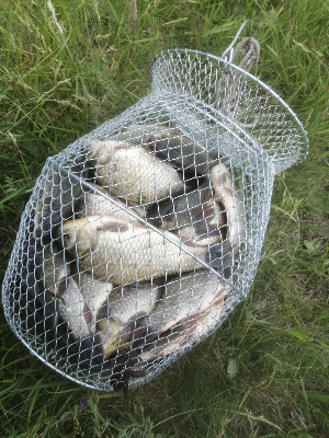 Мало дальневосточной? Вырастим свою!