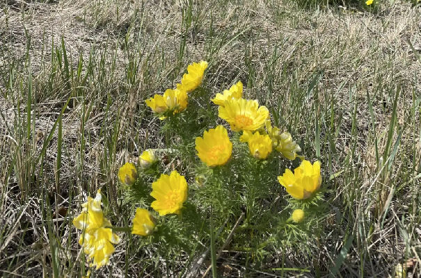 Нежная и хрупкая красота 