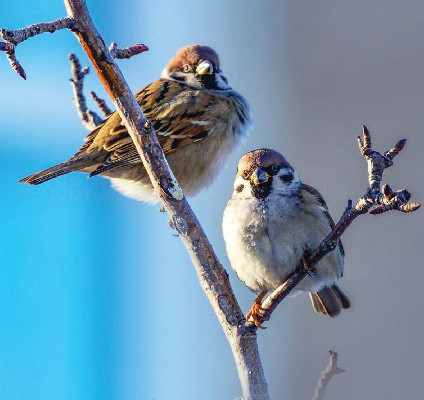 Мир птиц – увлекателен