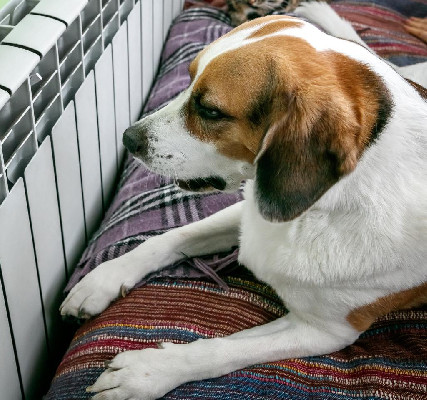 Тепло ли тебе девица?