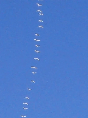 Принесли тепло