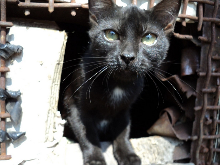 Киллер для мурки | Фотография 5