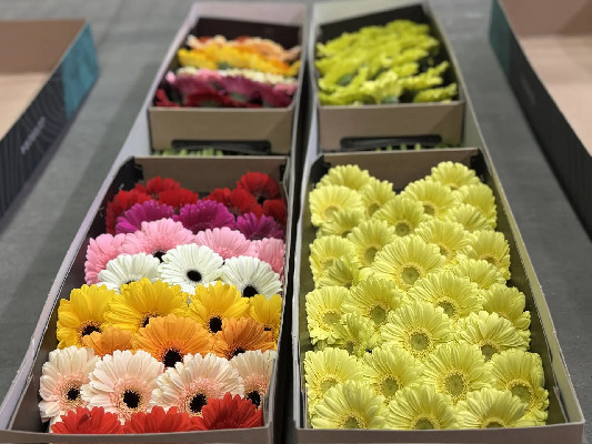 Восемь миллионов цветов Восемь миллионов цветов