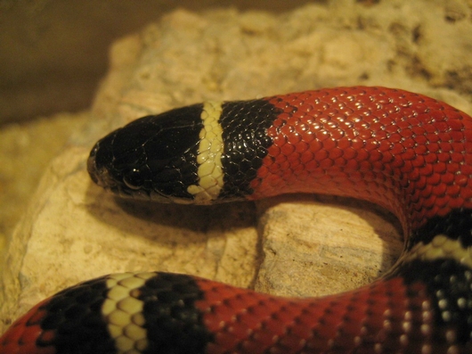 Мой ласковый и нежный змей | Фотография 5