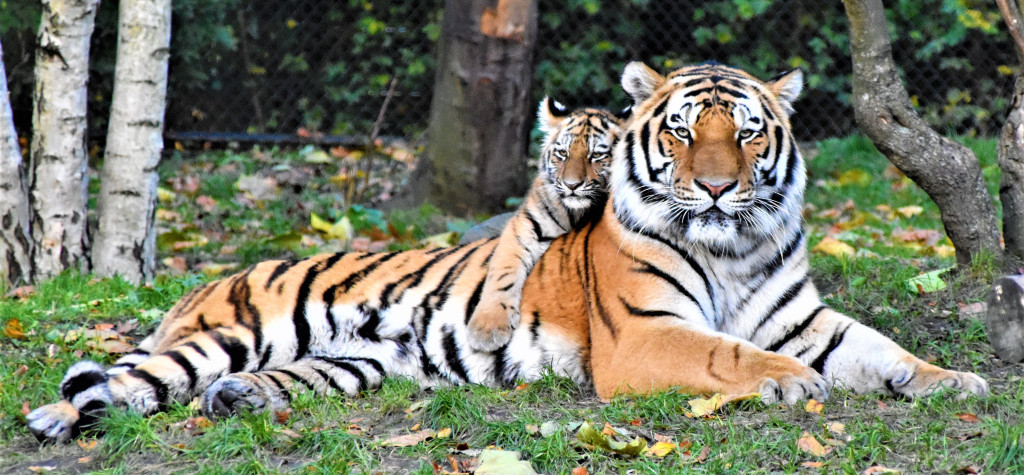 В Интернете торговали тигрятами | Фотография 1