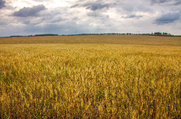 Ранняя весна – ранний посев