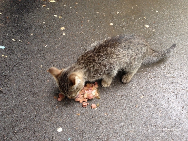 Киллер для мурки | Фотография 1