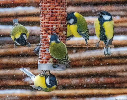 Дом для птички