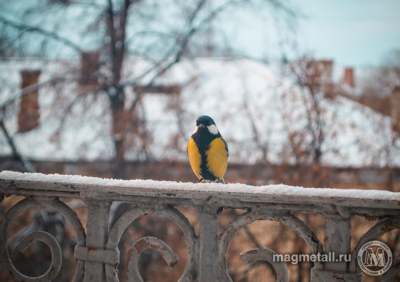 Радость для пернатых | Фотография 1