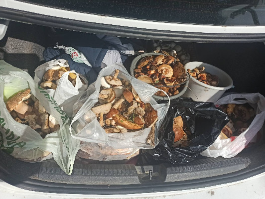 Опята пошли Опята пошли