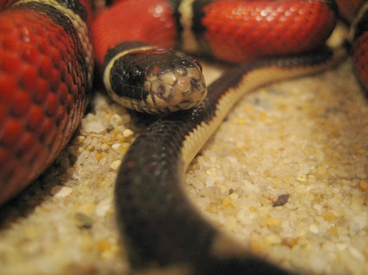 Мой ласковый и нежный змей | Фотография 4