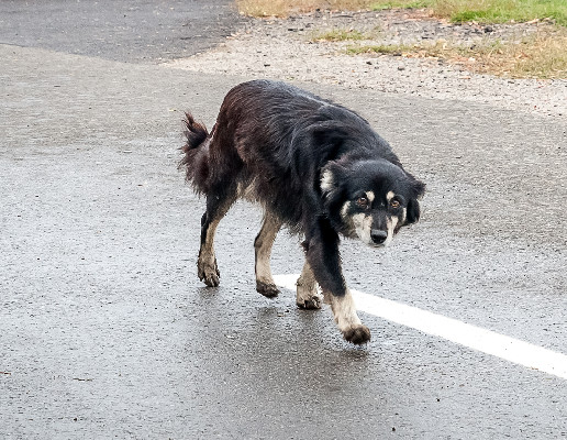 Для защиты братьев наших меньших