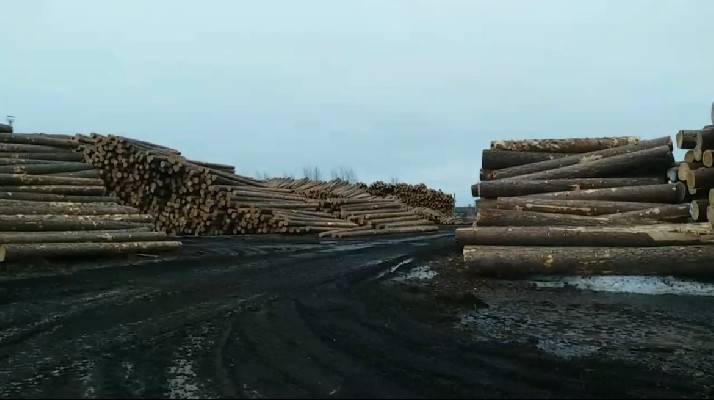 Остановили незаконный экспорт