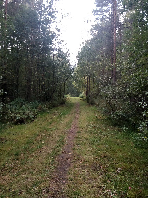 Как отправить медведя в спячку Как отправить медведя в спячку