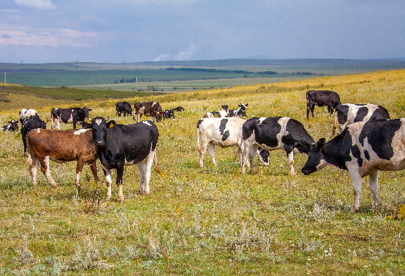 Продукции хватит всем