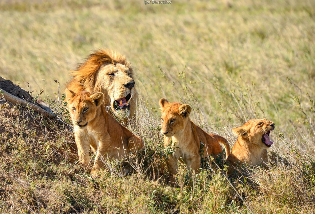 2 Танзанийские львы.jpg