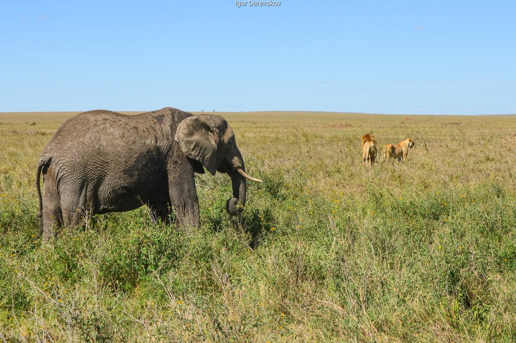 4 Танзания. Лев - царь зверей... Пока не встретит слонов.jpg