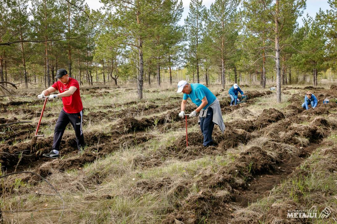 Магнитка сажает лес | Фотография 3