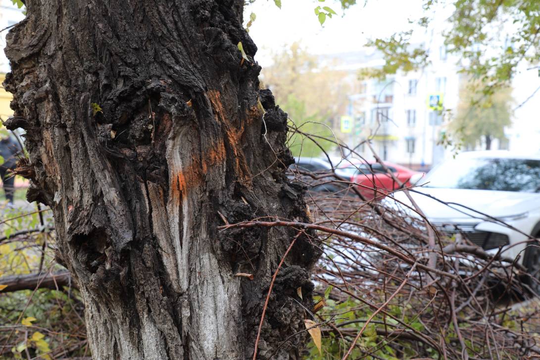 Единственная правильная мера | Фотография 2