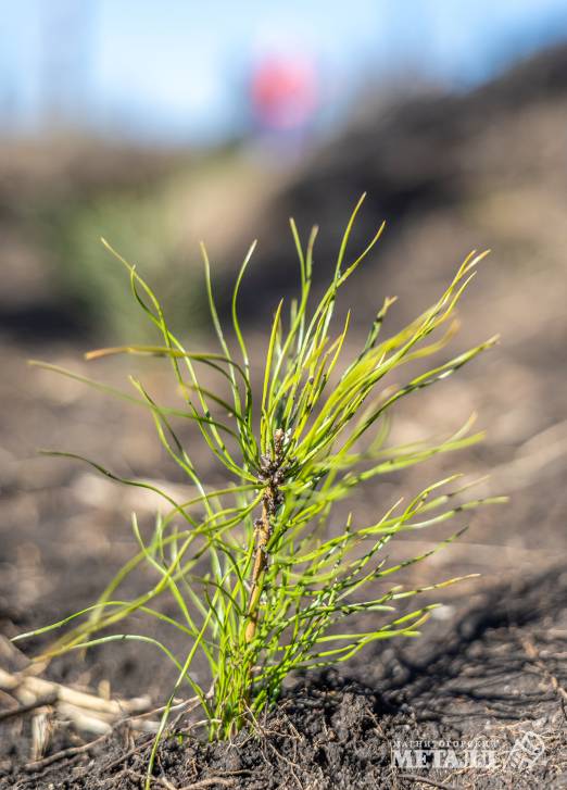 Не про потребление, а про созидание! | Фотография 8