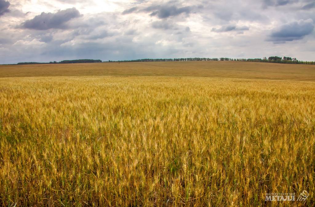 Ранняя весна – ранний посев | Фотография 1