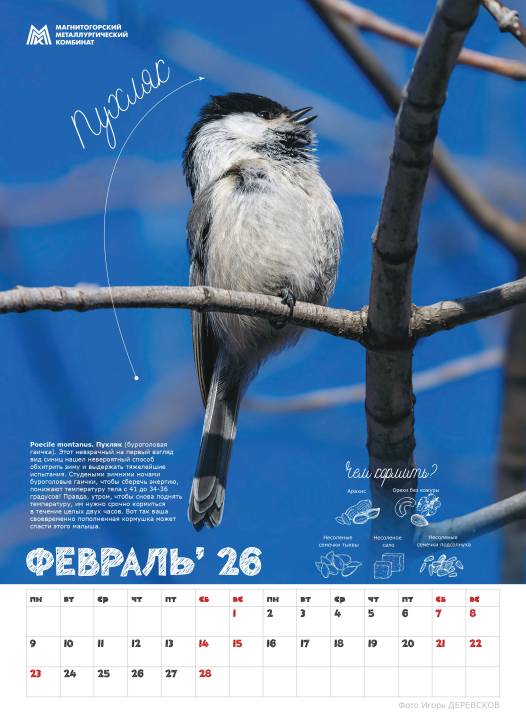Синичкины друзья | Фотография 7