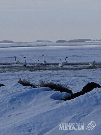 Принесли тепло  | Фотография 2