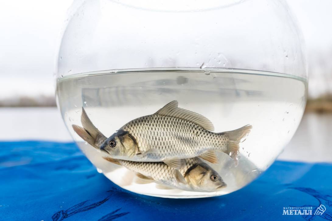 Рыбаки, готовьте удочки! | Фотография 1