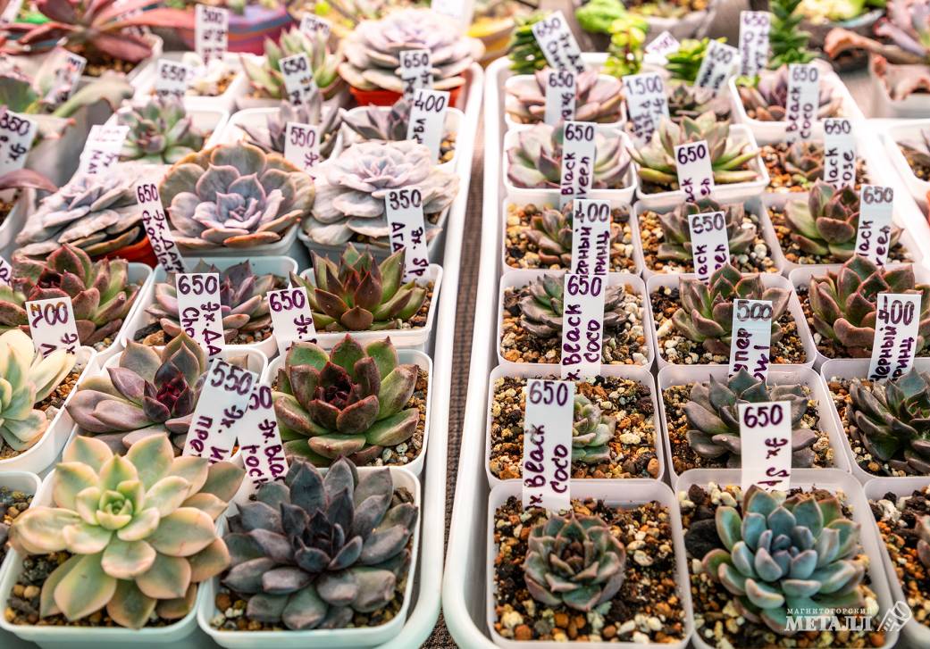 Театр, ярмарка и виртуальная реальность | Фотография 11