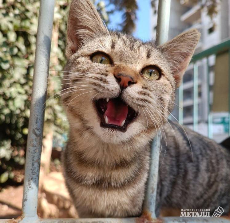 Проверьте капот – вдруг там кот | Фотография 1
