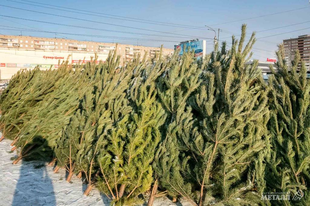 Такая ёлка радости не доставит | Фотография 1