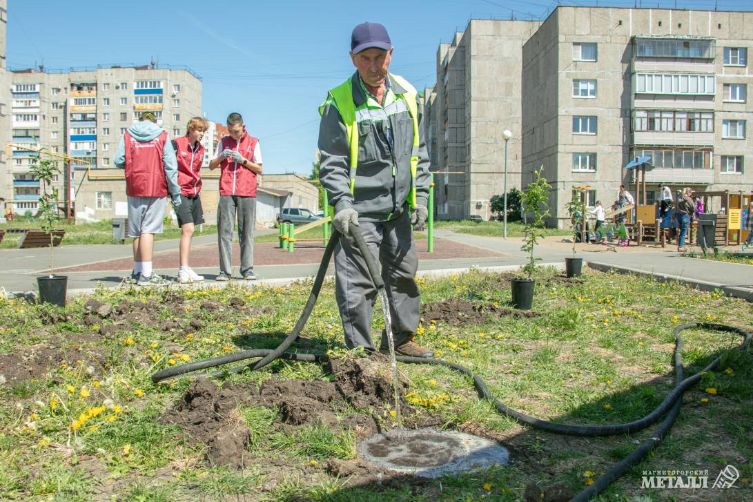 Молодые саженцы для сквера Молодёжного | Фотография 13