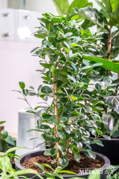 И среди зимы бывает лето | Фотография 18