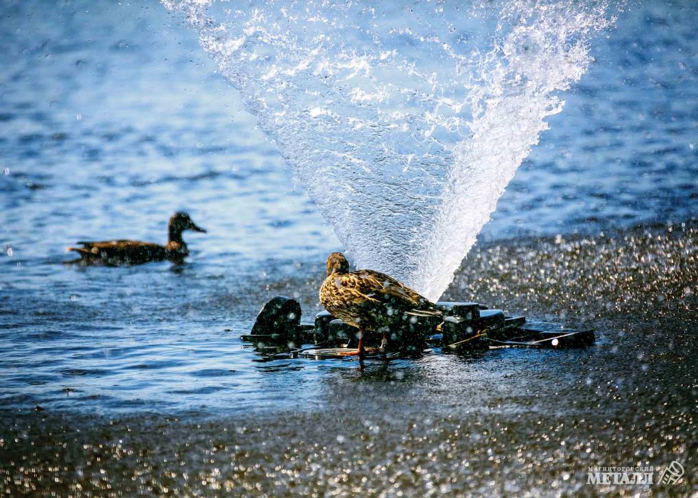 Вода и солнце – день чудесный | Фотография 1