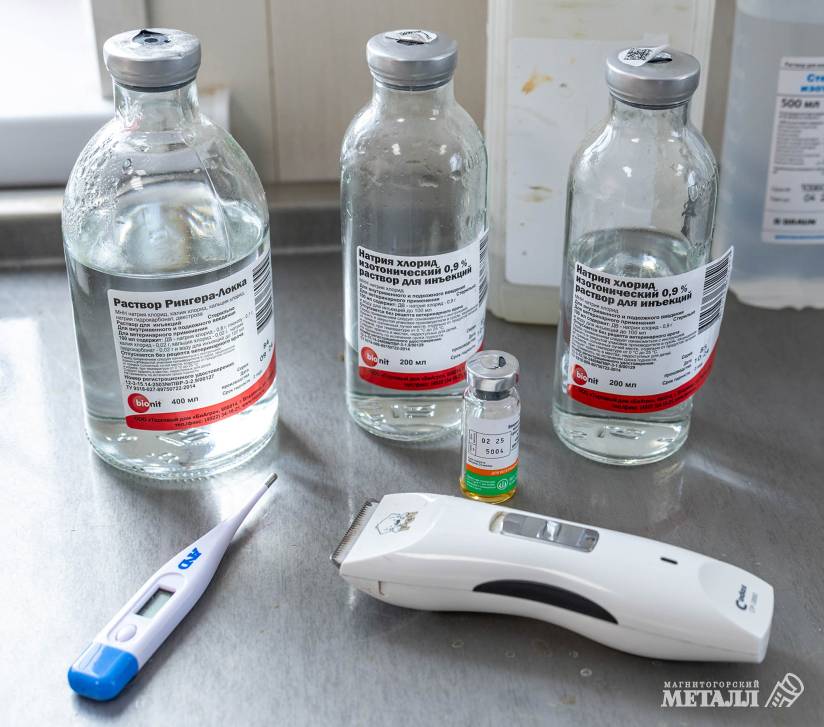 «И корова, и волчица, и жучок,  и червячок, и медведица» | Фотография 6